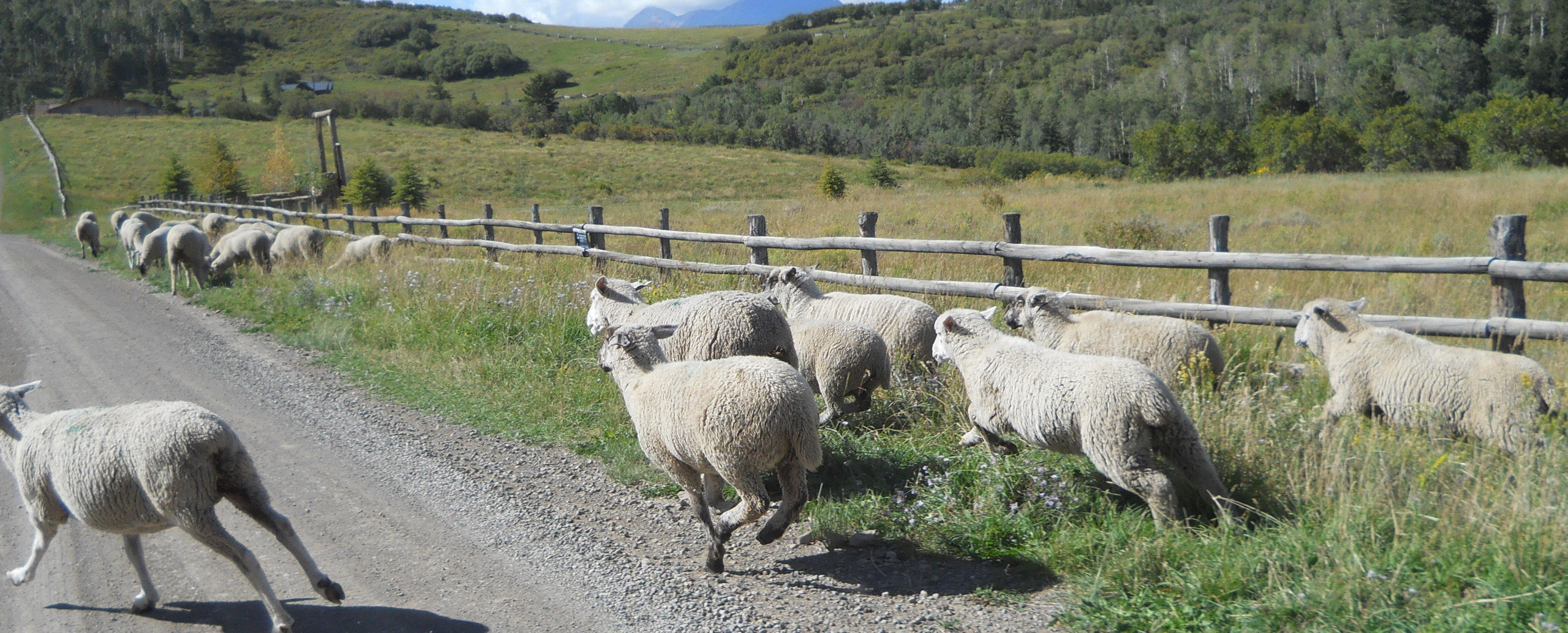 dscn1098-stubborn-sheep-manual